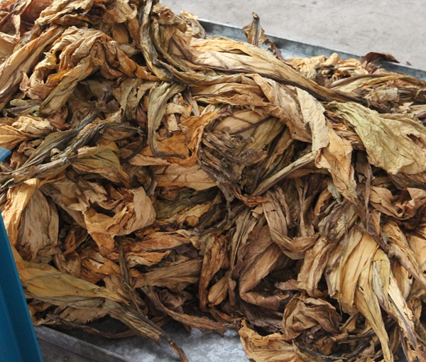 Tobacco leaf has to be moisturized first before we separate it.  You can use our moisturize machine for this purpose.